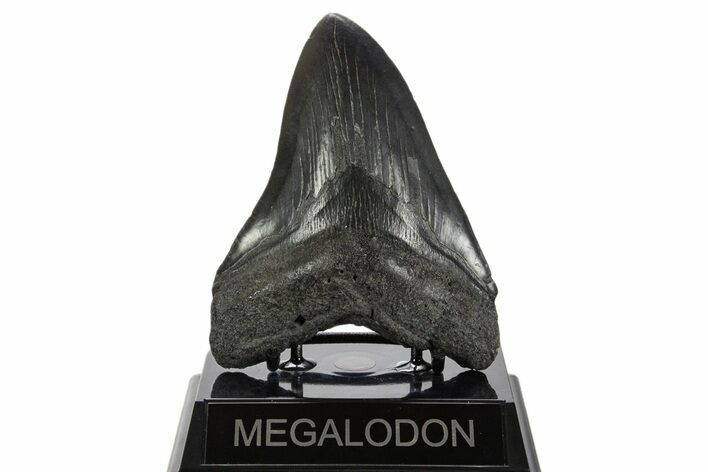 Fossil Megalodon Tooth - South Carolina #340154